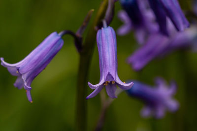 Close-up of purple flowering plant