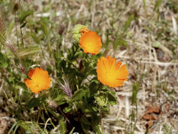 Close-up of orange flower blooming in field