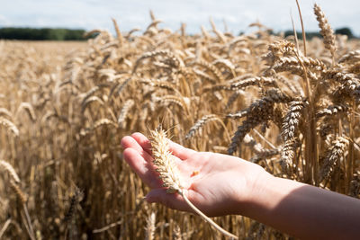 Cropped hand holding wheat on field