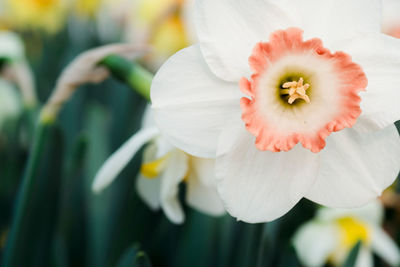 Close-up of white flower