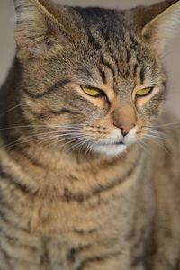 Close-up of a cat looking away