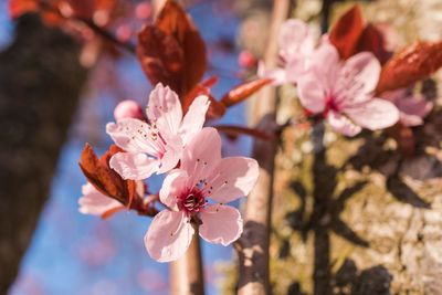 Close-up of pink cherry blossoms