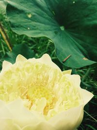 Close-up of yellow flower blooming outdoors