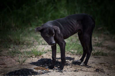 Black dog standing on field