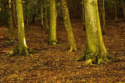 View of trees in forest