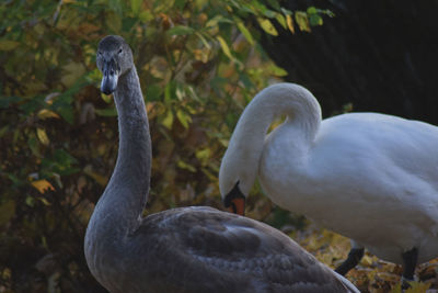 Close-up of swan in lake