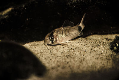 Close-up of fish swimming in tank