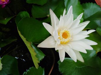 Close-up of white flowering plant