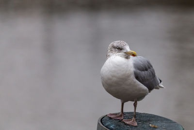 Close-up of bird perching outdoors