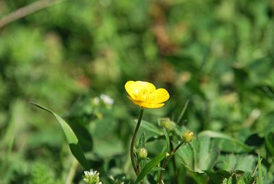 Close-up of yellow flowering plant on field