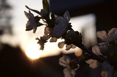 Close-up of flower tree against sky