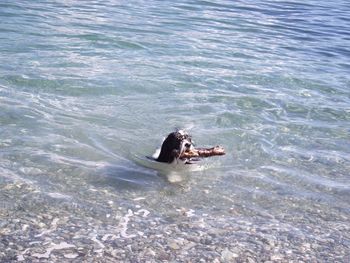 High angle view of dog carrying wood while swimming in sea