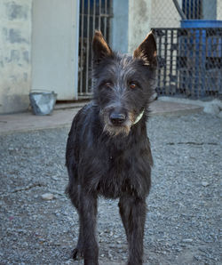 Portrait of dog standing on street in city
