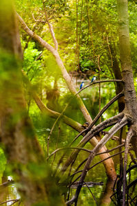 View of a bird on a forest