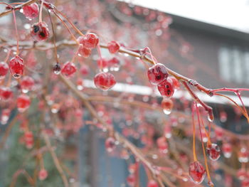 Close-up of raindrops on branch with fuits