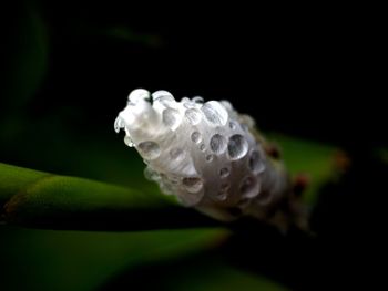 Close-up of water drops on flower