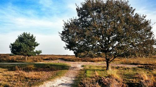 Trees on field against cloudy sky