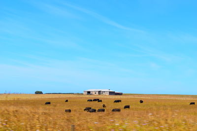 Hay bales on field against blue sky
