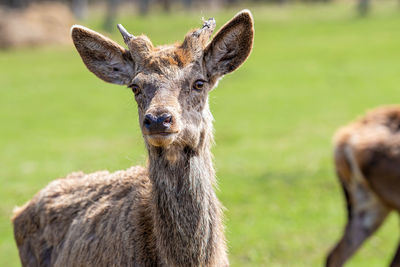 Close-up of deer on field