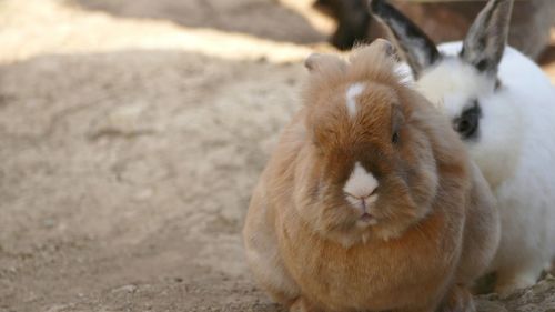 Close-up of sheep sitting outdoors