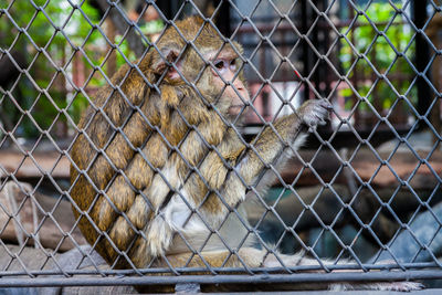 Monkey in cage at zoo