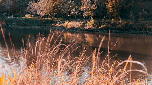 Scenic view of lake in forest during autumn