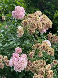 High angle view of pink flowering plant