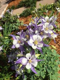Close-up of purple flowers blooming outdoors