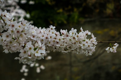 Close-up of white flowering plants