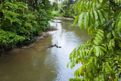 High angle view of river amidst trees