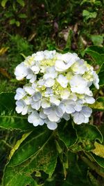 Close-up of white flowering plant