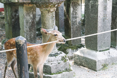 Deer standing by tree trunk