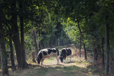 View of horse in forest