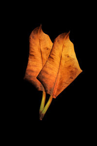 Close-up of yellow flower against black background