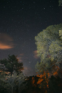 Low angle view of trees against sky at night