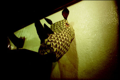 Close-up of person holding leaf against wall