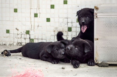 Black puppies sitting on footpath