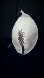 Close-up of flower over black background