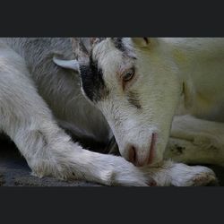 Close-up of a sleeping dog