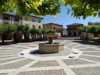 Plants growing on footpath