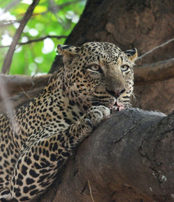 Cat sitting on a tree