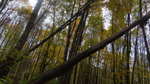 Low angle view of trees in the forest