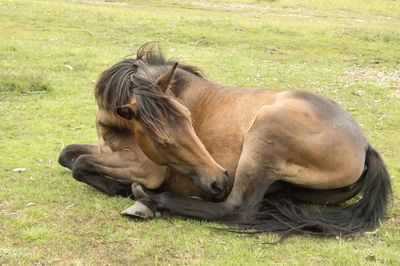 Lion relaxing on field