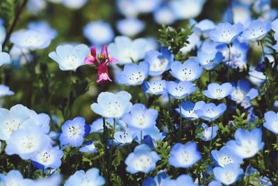 Close-up of blue flowering plants