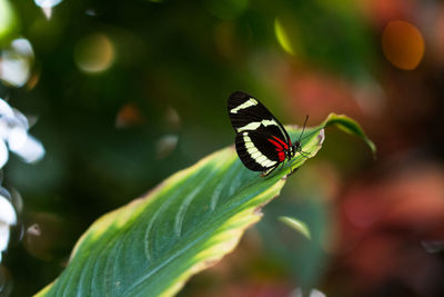 Close-up of butterfly on plant