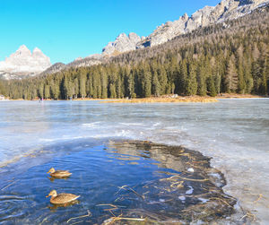 Scenic view of lake in forest against sky