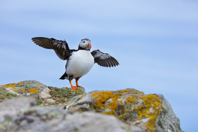 Puffin exercising his wing