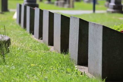 Plants growing in cemetery