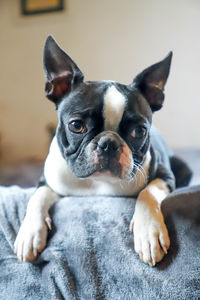 Close-up portrait of dog relaxing at home