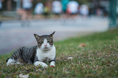 Portrait of cat sitting on field